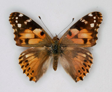 Vanessa cardui (Painted Lady) aberration (Internet Image property of respective owner, non-commercial use only)